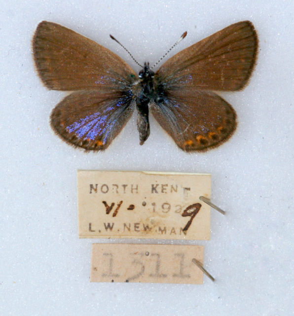 Plebejus argus (Silver-studded Blue) Gynandomorph Female North Kent 1929 (Internet Image property of respective owner, non-commercial use only)